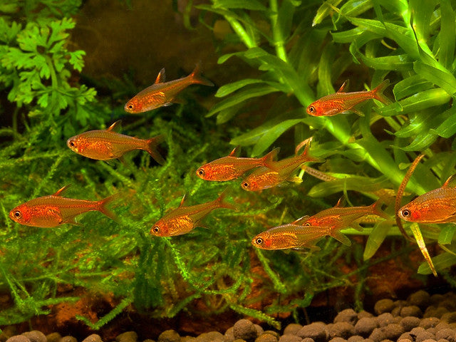 Care Guide for Ember Tetras — Orange Jewels of the Nano Aquarium – Aquarium  Co-Op
