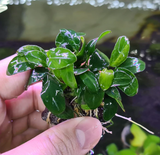 Anubias Petite Nana on rock or wood