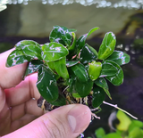 Anubias Petite Nana on rock or resin