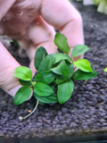Anubias Petite Nana on rock or wood