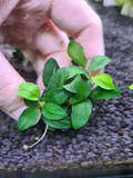 Anubias Petite Nana on rock or resin