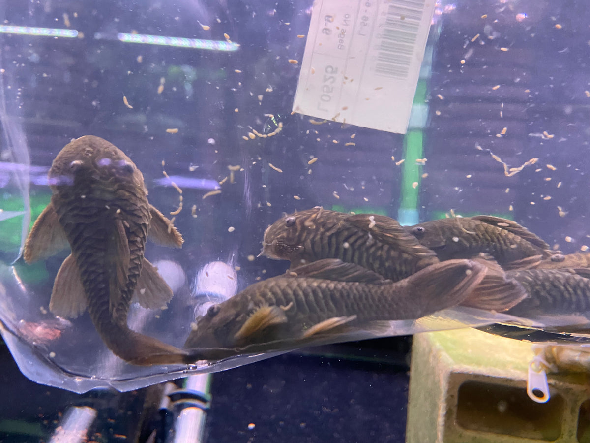 L56 Chubby Pleco hot / Parancistrus aurantiacus / L Wels