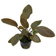 Plants - Pots / Bunches Plants