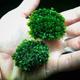Plants - Moss