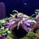 Plants - Epiphytes