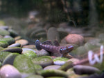 Black Kampai Goby