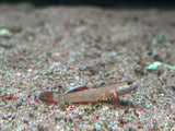 Golden Edge Goby