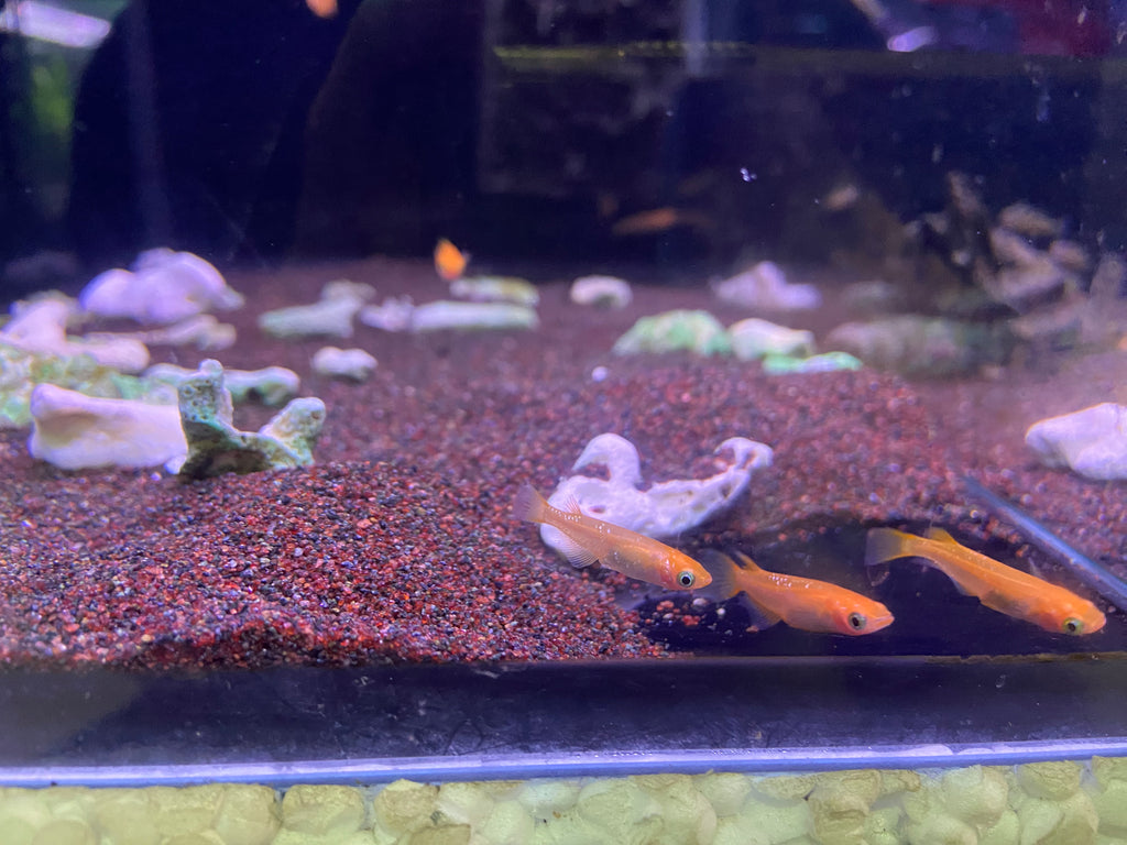 Stardust Ricefish Red Stardust Medaka ricefish – Simply Aquatics