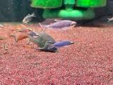 Inpaichthys kerri ( Super Blue ) 2-2.5cm