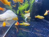 Multicolor Var High Fin Platy ( sold in pairs )