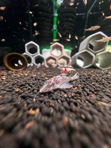 Parotocinclus Longirostris