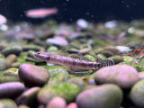 Black Kampai Goby