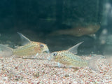 Corydoras Loretoensis