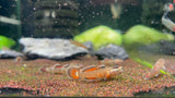 Rhinogobious sp. Golden Edge
