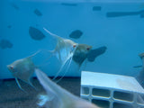 Albino Dantum Angelfish ( Mostly 3inch size onwards )