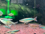 Alleni Rainbow