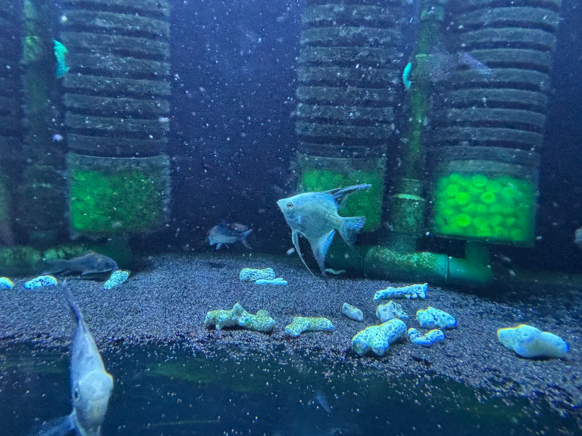 Bulgarian Seal Point Angel fish 2-2.5inch – Simply Aquatics