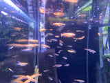 Red Medaka ricefish