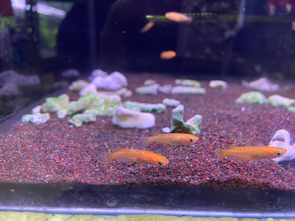 Stardust Ricefish Red Stardust Medaka ricefish – Simply Aquatics