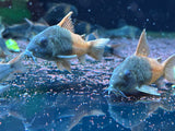 Cw217 cory Sp.aff.concolor