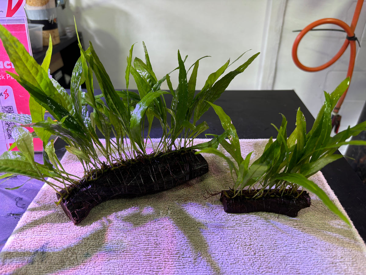 java fern – Simply Aquatics