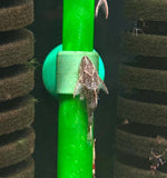 Parotocinclus Longirostris