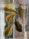 Green Neon Borneo Sucker - Gastromyzon lepidogaster