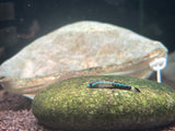 Stiphodon Percnopterygionus
