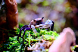 Cognett Sky Borneo Crab