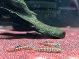 Stiphodon Rutilaureus