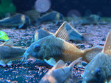 Cw217 cory Sp.aff.concolor
