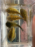 Green Neon Borneo Sucker - Gastromyzon lepidogaster