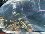 Hyphessobrycon Cyanotaenia Platinum ( yellow lapis tetra )