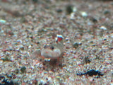 Golden Edge Goby