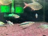 Alleni Rainbow