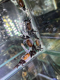 Cognett Sky Borneo Crab