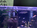 Black Medaka ricefish