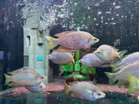 Red Striped Rainbow ( Melanotaenia Rubrostriata )