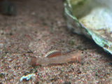 Golden Edge Goby