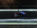 Alien Hybrid Betta Males ( metalic blue )