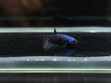 Alien Hybrid Betta Males ( metalic blue )