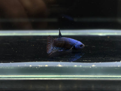 Alien Hybrid Betta Males