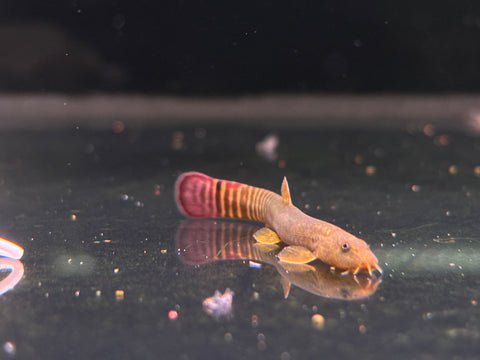 Red Tail Zebra Loach