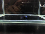 Alien Hybrid Betta Males ( metalic blue )