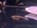 Zebra Hillstream Loach