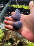 Blue Freshwater clam