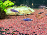Inpaichthys kerri ( Super Blue ) 2-2.5cm