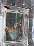 Gastromyzon Russulus Red Devil