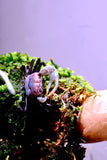 Cognett Sky Borneo Crab