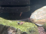 Stiphodon Percnopterygionus